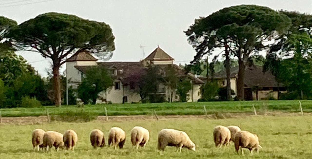 Domaine De Menerque - Petit Chateau Avec Piscine Lisle-sur-Tarn المظهر الخارجي الصورة